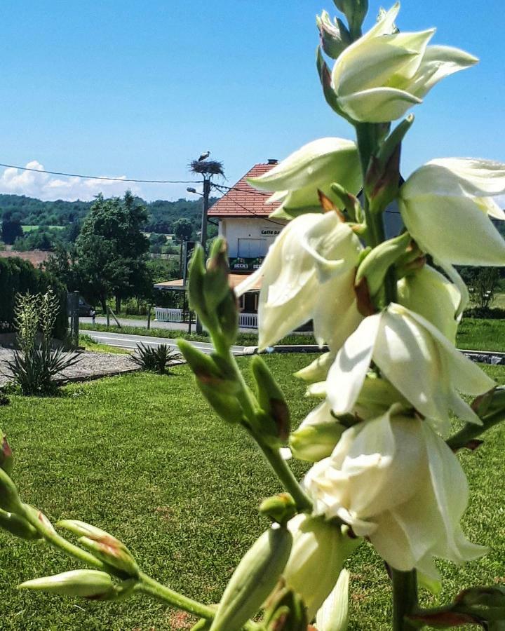 Apartman Lena Tusilovic Екстер'єр фото